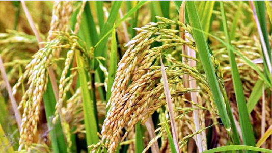 मध्य प्रदेश के कृषि महाविद्यालय में विकसित की गई गेहूं और चावल की नई किस्मों की भारत के अन्य राज्यों में भी होगी बेहतर पैदावार